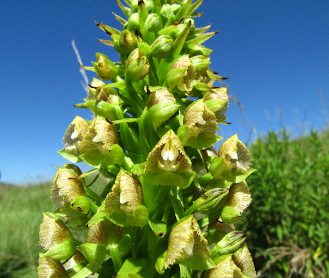 pterygodium magnum